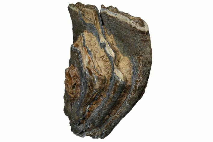 Partial Mammoth Molar - South Carolina #129694